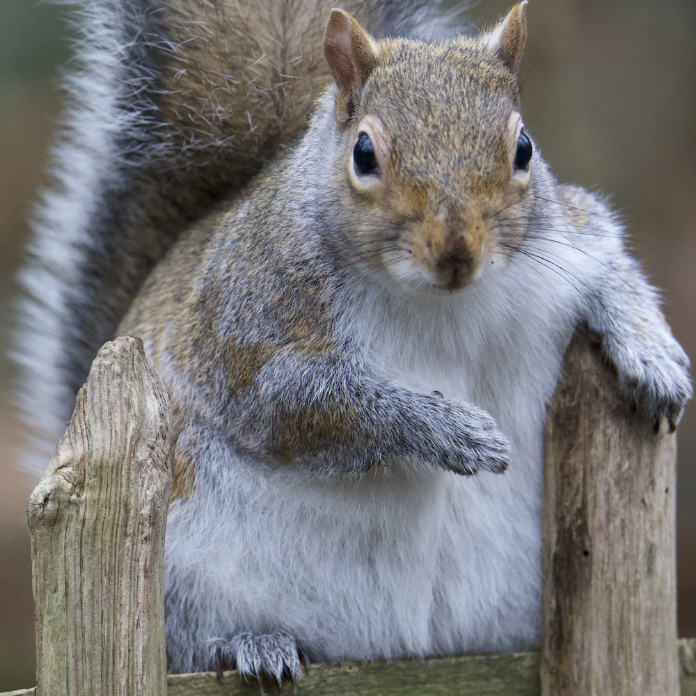 A close-up of a gray squirrel sitting on a wooden fence with its bushy tail.