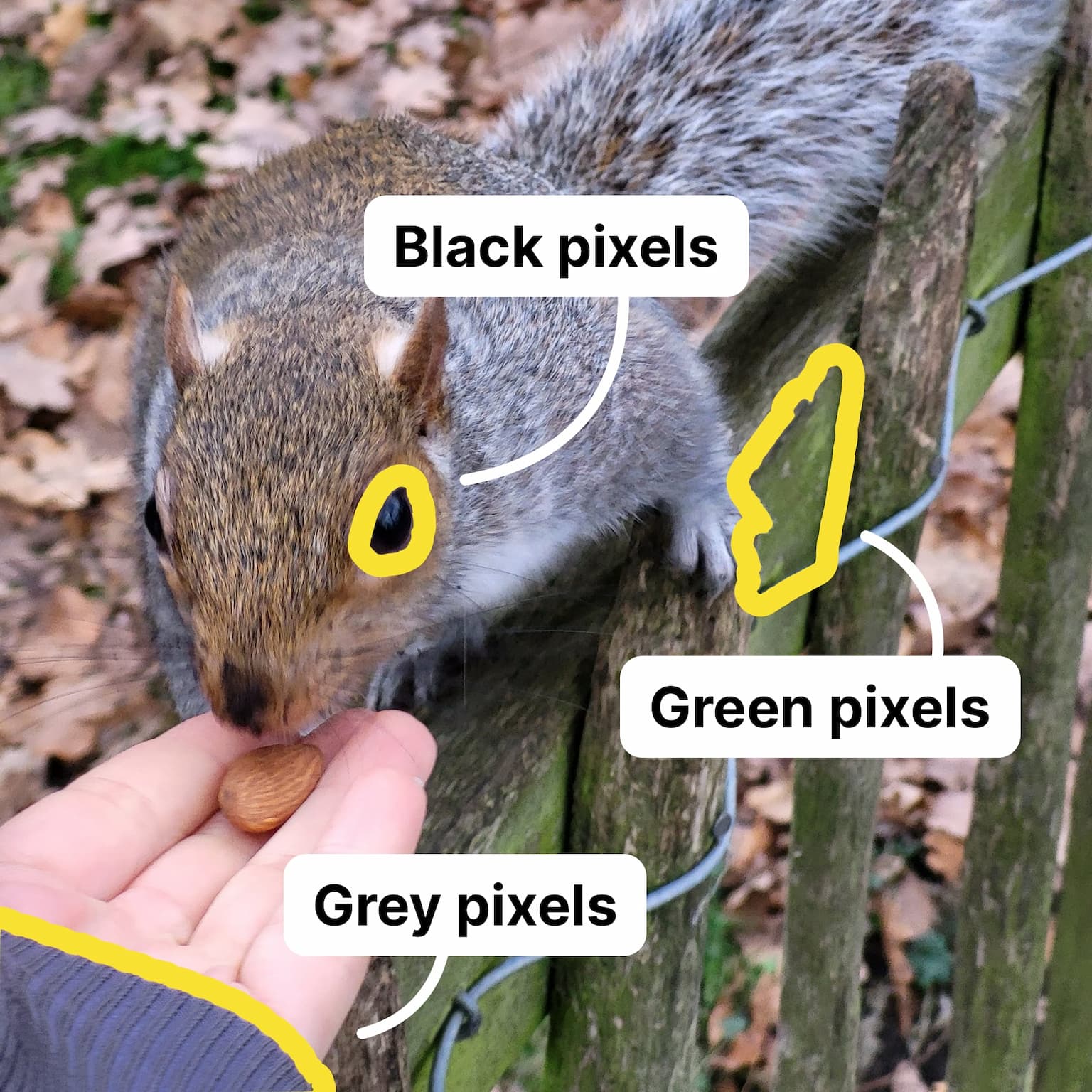 A photo of a squirrel with labels pointing at different colors: black pixels of the eye, green pixels of the moss, grey pixels of the sweater.